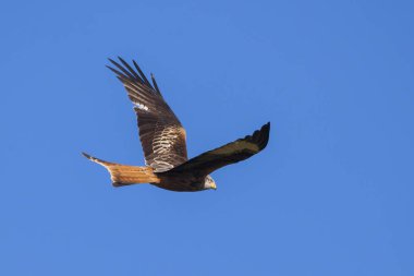 Kırmızı çaylak (Milvus milvus) uçuş mavi gökyüzü arka plan ile yayılan kanatlı