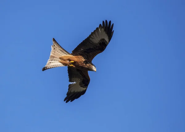 Červený Drak Milvus Milvus Rozpětím Křídla Letu Pozadím Modrá Obloha — Stock fotografie