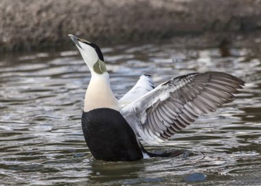 Kuştüyü yapmak için kullanılan ortak Eider ördeği (Somateria mollissima) deniz kuşu