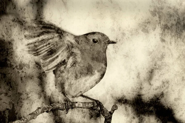 Robin Redbreast Erithacus Rubecula Monochroom Getextureerde Effect Een Tak Van — Stockfoto