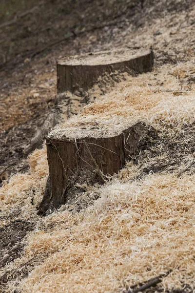 Skogen Trädrötter Som Fällts Loggning Träindustrin — Stockfoto