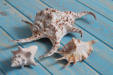 Denizin sakinleri, hatıralar üzerine...