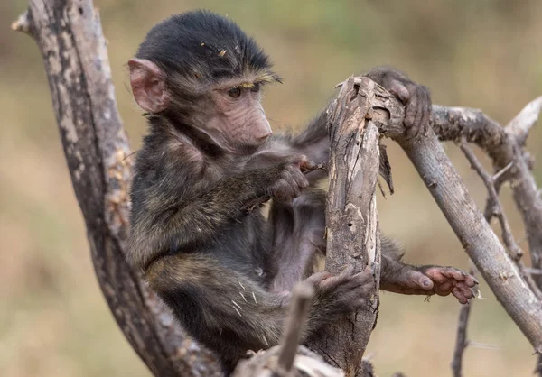 Portret Van Een Baby Olijfbaviaan Papio Anubis Zittend Een Boom — Stockfoto