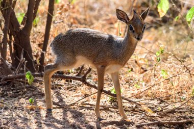 Kirk 'ün dik-dik' i, Madoqua kirkii, Manyara Gölü Ulusal Parkı çalılıklarında, Doğu Afrika, Ağustos 2017, Kuzey Tanzanya