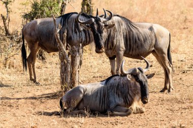 Tarangire Ulusal Parkı, Safari, Doğu Afrika, Ağustos 2017, Kuzey Tanzanya 'da üç yetişkin Gnus grubu, Connochaetes Taurinus,