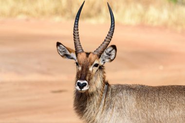 Tarangire Npsafari 'de bir Bushbuck, Tragelaphus senaryosu portresi, Doğu Afrika, Ağustos 2017, Kuzey Tanzanya
