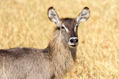 Tarangire Np, Safari, Doğu Afrika, Ağustos 2017, Kuzey Tanzanya 'da dişi bir Bushbuck' ın portresi.