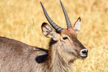 Tarangire Np, Safari, Doğu Afrika, Ağustos 2017, Kuzey Tanzanya 'da bir Bushbuck, Tragelaphus senaryosu portresi