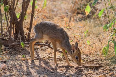 Kirk 'ün dik-dik' i, Madoqua kirkii, Manyara Gölü Ulusal Parkı çalılıklarında, Doğu Afrika, Ağustos 2017, Kuzey Tanzanya