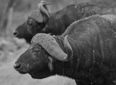 Bir Afrika bufalosu portresi veya Cape Buffalo, Syncerus caffer, Safari, Lake Manyara Milli Parkı, Doğu Afrika, Ağustos 2017, Kuzey Tanzanya