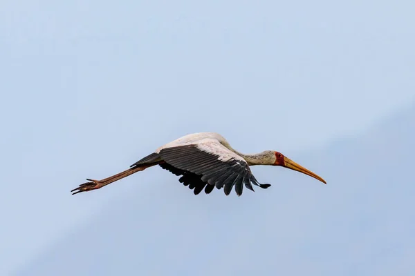 Silhouette Flying Yellow Billed Stork Mycteria Ibis Safari Lake Manyara — Stockfoto