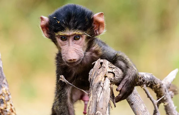 赤ちゃんの肖像オリーブの花 パピオ アナビス 木に座って サファリ マニヤーラ湖国立公園 東アフリカ 8月2017 北タンザニア — ストック写真