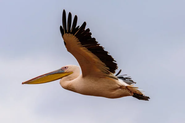 Flying Great White Pelican Pelecanus Onocrotalus Safari Lake Manyara National — Φωτογραφία Αρχείου