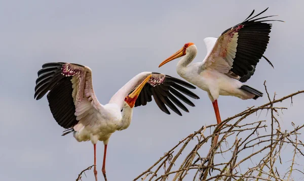 Une Paire Cigognes Bec Jaune Mycteria Ibis Sur Arbre Safari — Photo