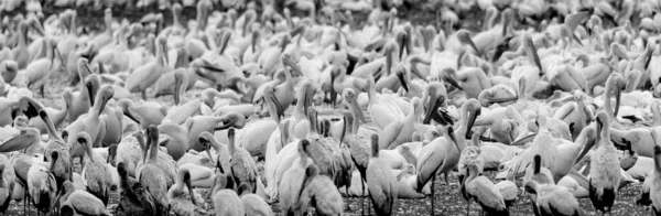 Une Colonie Grands Pélicans Blancs Pelecanus Onocrotalus Quelques Cigognes Bec — Photo
