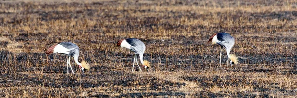 Tres Grúas Coronadas Grises Balearica Regulorum Sabana Hierba Quemada Del —  Fotos de Stock