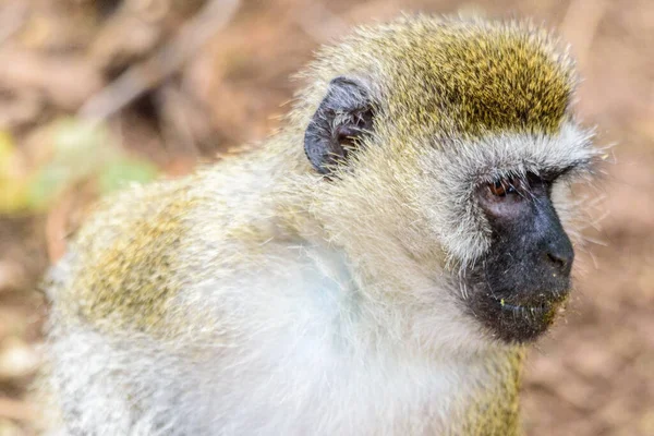 Vervet Majom Portréja Chlorocebus Pygerythrus Safari Lake Manyara Nemzeti Park — Stock Fotó