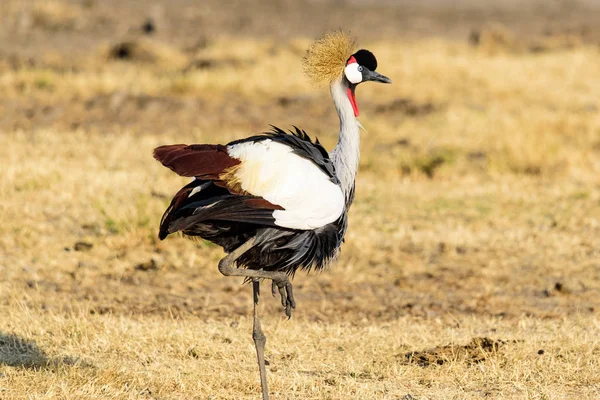 Guindastes Coroados Cinza Balearica Regulorum Savana Grama Parque Nacional Cratera — Fotografia de Stock