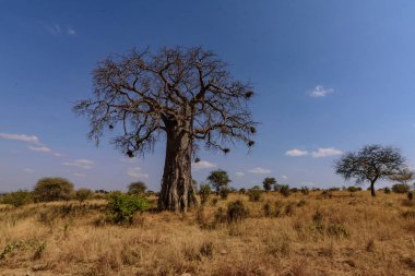 Afrika Baobab ağacı, Adansonia digitata, Tarangire Ulusal Parkı, Safari, Doğu Afrika, Ağustos 2017, Kuzey Tanzanya