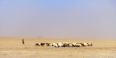 Tozlu ovalardaki sığır sürüsü, Serengeti NP, Safari, Doğu Afrika, Ağustos 2017, Kuzey Tanzanya