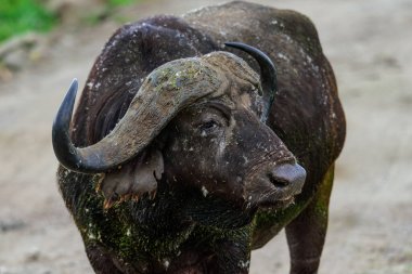 Bir Afrika bufalosu portresi veya Cape Buffalo, Syncerus caffer, Safari, Lake Manyara Milli Parkı, Doğu Afrika, Ağustos 2017, Kuzey Tanzanya
