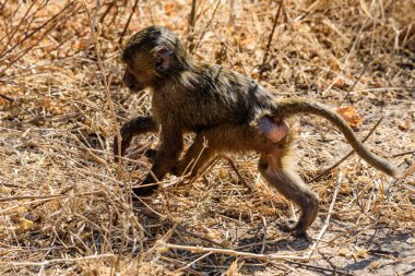 Kaçan küçük bebek Olive babun, Papio anubis, Safari Gölü, Manyara Gölü Ulusal Parkı, Doğu Afrika, Ağustos 2017, Kuzey Tanzanya