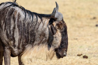 Yetişkin bir Gnu 'nun portresi, Connochaetes Taurinus, Ngorongoro krateri Ulusal Parkı, Safari, Doğu Afrika, Ağustos 2017, Kuzey Tanzanya