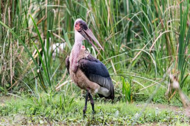 Marabou leyleği, Leptoptilos crumenifer, Manyara Gölü, Safari Gölü, Manyara Gölü Milli Parkı, Doğu Afrika, Ağustos 2017, Kuzey Tanzanya