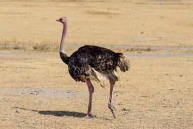Ngorongoro krateri Ulusal Parkı, Safari, Doğu Afrika, Ağustos 2017, Kuzey Tanzanya 'da koşan erkek devekuşu, Struth io camelus.