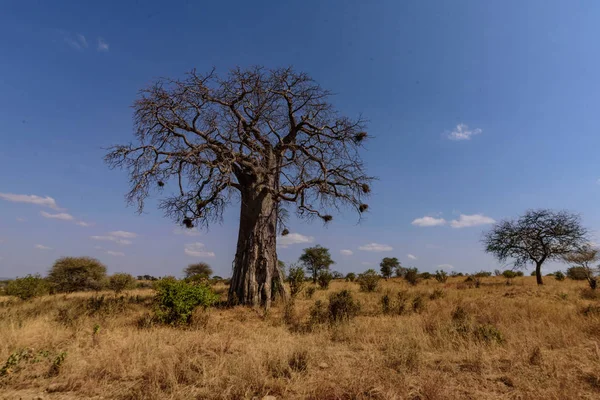 Baobab Africano Adansonia Digitata Parque Nacional Tarangire Safari África Oriental — Foto de Stock
