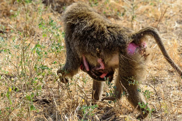 Baby Vastgeklampt Aan Bewegende Moeder Olijfbaviaan Papio Anubis Safari Nationaal — Stockfoto