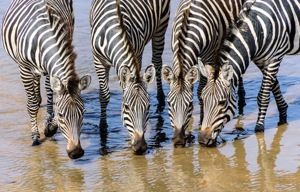 Tarangire Safari 東アフリカ 8月2017 北タンザニアの川の4つの飲料平野ゼブラス Equus Quaggaの長 — ストック写真