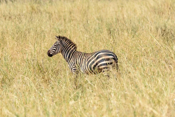 孤独平原斑马 Equus Quagga 在草原草原 东非Safari 2017年8月 坦桑尼亚北部 — 图库照片