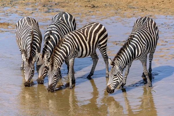 Tarangire Safari 東アフリカ 8月2017 北タンザニアの川の4つの飲料平野ゼブラス Equus Quagga — ストック写真