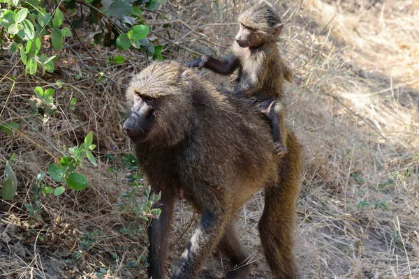 母親に乗って赤ちゃんオリーブバブーン パピオ アナビス サファリ マニヤーラ湖国立公園 東アフリカ 8月2017 北タンザニア — ストック写真