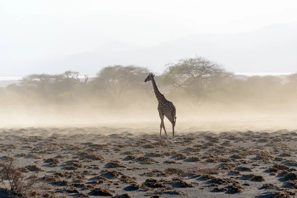 Maasai Giraffer Giraffa Tippelskirchi Nära Sjön Natron Östafrika Augusti 2017 — Stockfoto