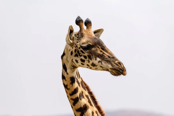 Bir Masai Zürafasının Başı Giraffa Tippelskirchi Serengeti Safari Doğu Afrika — Stok fotoğraf