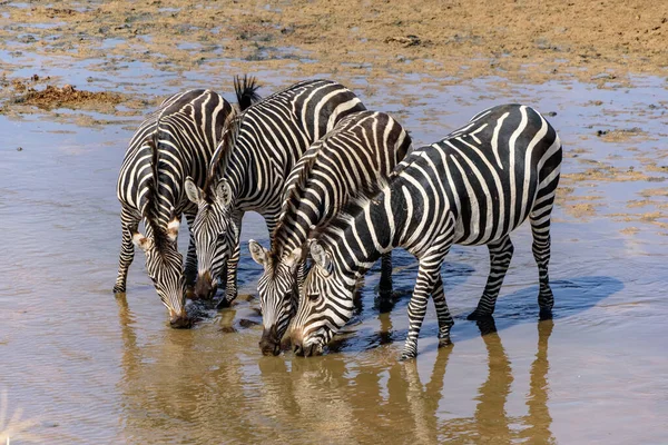 Fyra Dryckeszebror Equus Quagga Flod Tarangire Safari Östafrika Augusti 2017 — Stockfoto