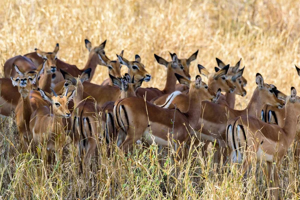 Una Mandria Impalas Aepyceros Melampus All Ombra Albero Tarangire Safari — Foto Stock