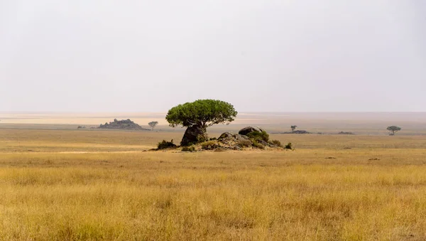 Ampia Savana Gras Del Serengeti Con Rocce Alberi Singoli Serengeti — Foto Stock