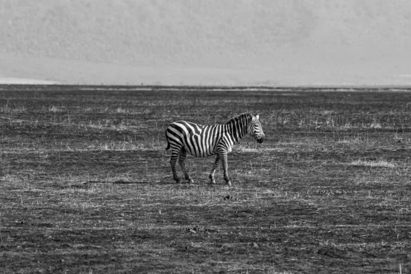 Uma Única Zebra Planície Equus Quagga Savana Grama Queimada Cratera — Fotografia de Stock