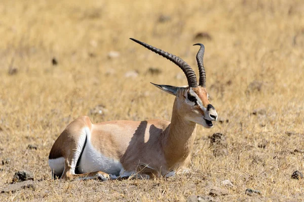 Grant Gazelle Gazella Granti Ngorongoro Krater National Park Safari Östafrika — Stockfoto