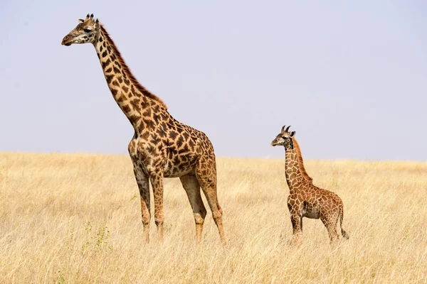 Madre Bebé Jirafas Masai Giraffa Tippelskirchi Sabana Serengeti Safari África — Foto de Stock