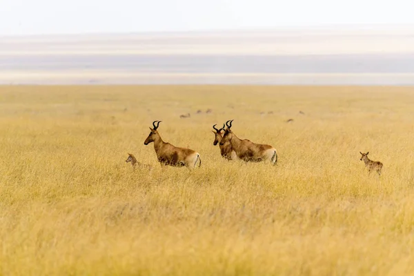 Grupp Hartebeests Alcelaphus Buselaphus Serengeti Gräs Stäpp Serengeti Safari Östafrika — Stockfoto