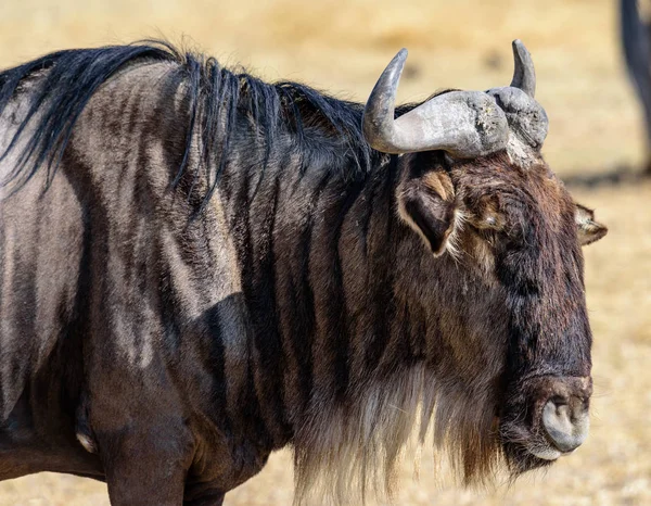 Portrait Gnu Adulte Connochaetes Taurinus Dans Parc National Cratère Ngorongoro — Photo