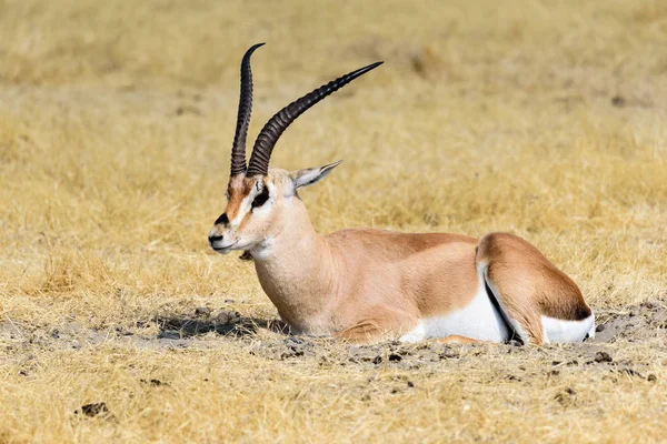 Grant Gazelle Gazella Granti Dans Savane Ngorongoro Parc National Cratère — Photo