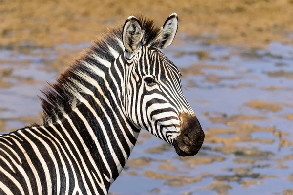 Close Plains Zebras Equus Quagga Safari East Africa August 2017 Stock Image