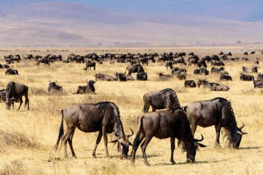 Gnus sürüsü, Connochaetes Taurinus, Ngorongoro krateri Ulusal Parkı, Safari, Doğu Afrika, Ağustos 2017, Kuzey Tanzanya