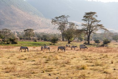 Zebra sürüleri, Equus quagga, ve Afrika bufaloları, Syncerus caffer, Ngorongoro krater Ulusal Parkı, Safari, Doğu Afrika, Ağustos 2017, Kuzey Tanzanya
