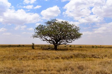 Free-standing Sausage tree, Kigelia africana, in the Serengeti savanna, Serengeti National Park, Safari, East Africa, August 2017, Northern Tanzania
